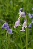 2018-04-23 9620 Spanish Bluebells, Hyacinthoides hispanica, both blue and pink