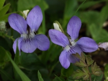 2018-04-23 9630F Common Dog Violet, Viola riviniana