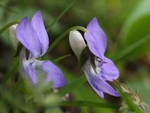 2018-04-23 9640F Common Dog Violet, Viola riviniana