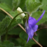 2018-04-23 9656F Common Dog Violet, Viola riviniana