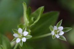 2018-04-23 9658 Danish Scurvygrass, Cochlearia danica