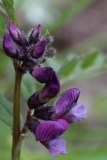 2018-04-23 9667  Bush Vetch, Vicia sepium