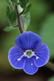 2018-04-23 9674F Germander Speedwell, Veronica  chamaedrys