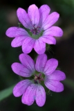 2018-04-23 9678F Dovesfoot Cranesbill, Geranium molle