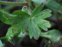 2018-04-23 9686 Leaf of Dovesfoot Cranesbill, Geranium molle