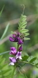 2018-04-23 9691F Bush Vetch, Vicia sepium