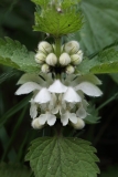 2018-04-23 9699F  White Dead-nettle, Lamium album