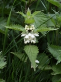 2018-04-23 9703 White Dead-nettle, Lamium album