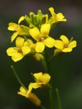 2018-04-23 9712 Early (or Medium-Flowered) Wintercress, Barbarea intermedia