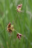 2018-04-23 9714F Field Woodrush, Luzula campestris