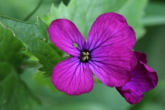 2018-04-23 9727F Honesty, Lunaria annua