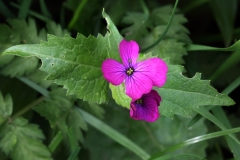 2018-04-23 9749F Honesty, Lunaria annua