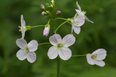 2018-04-23 9757 Cuckoo Flower, or Lady\'s Smock, Cardamine pratensis