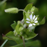 2018-05-04 9853F Common Chickweed, Stellaria media, Stellaria media, near Sugarloaf