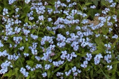 2018-05-04 9861 Forget-Me-Not