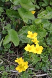 2018-05-04 9863 Marsh Marigold, Caltha palustris, north side of the Westminster Bank spring