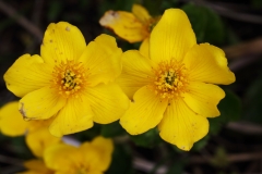 2018-05-04 9864 Marsh Marigold, Caltha palustris, north side of the Westminster Bank spring