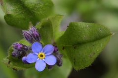 2018-05-04 9874F Forget-Me-Not, above Westminster Bank, below the kissing gate