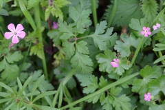 2018-05-04 9881 Herb Robert, Geranium robertianum, and Shining Crane\'s-bill, Geranium lucidum