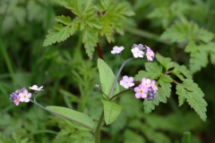 2018-05-04 9894F Pink Forget-Me-Nots, east side of North Hill, above Westminster Bank and a little north