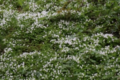 2018-05-04 9900 Wood-Sorrell, Oxalis acetosella, east side of North Hill