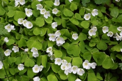 2018-05-04 9901 Wood-Sorrell, Oxalis acetosella, east side of North Hill