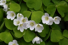 2018-05-04 9902 Wood-Sorrell, Oxalis acetosella, east side of North Hill