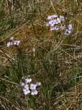 2018-05-19 0061 Cuckooflower, Cardamine pratensis, on the Fell W of Kettlewell