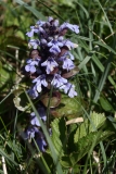 2018-05-19 0064 Bugle, Ajuga reptans, below Park Scar above Arncliffe