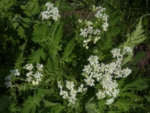 2018-05-19 0075 Cow Parley, Anthriscus sylvestris, edge of field SW of Litton near River Skirfare