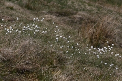 2018-05-19 0092 Hare\'s Tail Cottongrass, Eriophorum vaginatum, Top of the Moor between Litton and Buckden