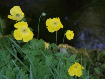 2018-05-19 0102 Welsh Poppy, Meconopsis cambrica, Roadside in Hubberholme