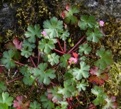 2018-05-19 0103 Shining Cranesbill, Geranium lucidum, on a Roadside Wall in Hubberholme