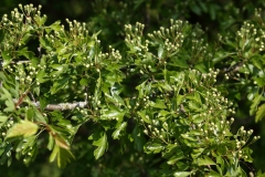 2018-05-19 0104 Hawthorn, Crataegus monogyna, still in bud, near Stubbing Bridge