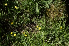 2018-05-19 0106 Lesser Celandine, Ficaria verna, footpath near Stubbing Bridge