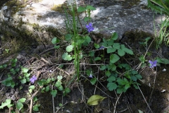 2018-05-19 0111 Comon Dog-violet, Viola riviniana, footpath near Stubbing Bridge