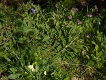 2018-05-19 0113 Bluebell, Hyacynthoides non-scripta, Red Campion, Silene dioica, Primrose, Primula vulgaris, and also Lesser Celandine, Bugle and Ramsons, near Cray Gill