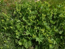 2018-05-19 0115 Lady's Mantle, Alchemilla sp, near Cray Gill