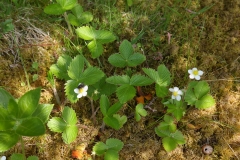 2018-05-19 0116 Wild Strawberry, Fragaria vesca, near Cray Gill