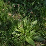 2018-05-19 0117 Ribwort Plantain, Plantago lanceolata, near Cray Gill