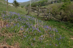 2018-05-19 0118 Bluebells, Hyacynthoides non-scripta, above Cray Gill