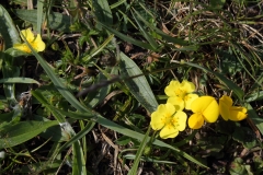 2018-05-19 0121 Tormentil, Potentilla erecta, and Common Bird's-Foot-Trefoil, Lotus corniculatus, above Cray Gill