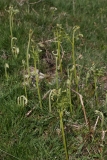 2018-05-19 0122 Bracken, Pteridium aquilinum, unfurling above Cray Gill