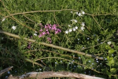 2018-05-19 0134 Red Campion, Silene dioica, and Greater Stitchwort, Stellaria holostea, and Forget-me-not, Myosotis sp, by the Wharfe SW of Buckden