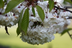 2018-05-19 0137 Wild Cherry, Prunus avium, on the Dales Way S of Buckden