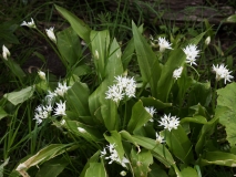 2018-05-19 0141 Ramsons, Allium ursinum, on the Dales Way S of Buckden