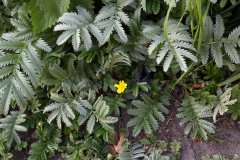 2018-05-19 0172 Silverweed, Potentilla anserina, on the lane between the Dales Way and Starbotton