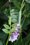 2018-05-19 0173 Vetch, Vicia sp, on the lane between the Dales Way and Starbotton