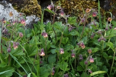 2018-05-19 0176 Water Avens, Geum rivale, on the lane between the Dales Way and Starbotton