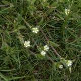 2018-05-20 0220 Common Mouse-Ear, Cerastium fontanum, on the fellside between Hubberholme and Yockenthwaite